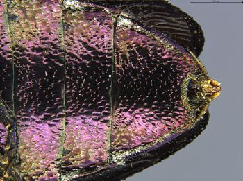 Media type: image;   Entomology 732217 Aspect: abva